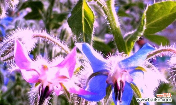 探索以琉璃苣花语的深层含义 以琉璃苣花语——寓意美丽与祝福