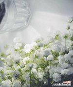 探寻满天星花语的深意与象征 白色满天星的花语大揭秘