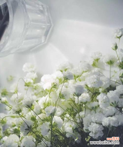 探寻满天星花语的深意与象征 白色满天星的花语大揭秘