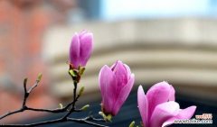 探究白玉兰的美丽与神秘/白玉兰的意义与传承 白玉兰的寓意与象征风水