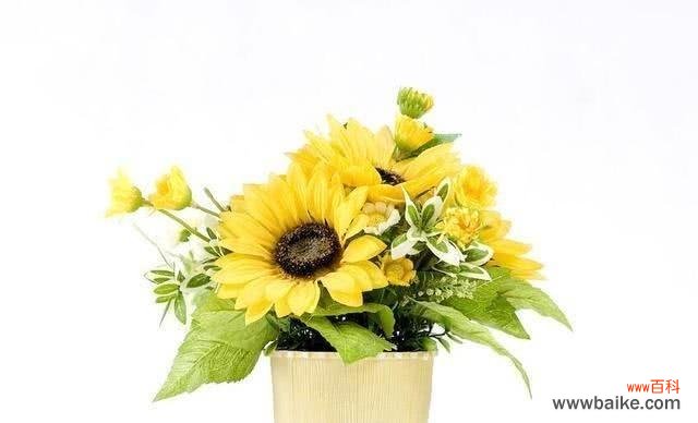 探寻白太阳花的象征意义与美丽之处 白太阳花——纯洁与希望的象征