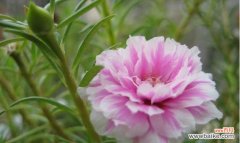 探寻白太阳花的象征意义与美丽之处 白太阳花——纯洁与希望的象征