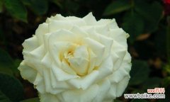 探寻白色月季花的神秘魅力与深刻寓意 白色月季花的象征意义与美丽之谜