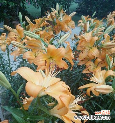 探寻百合的花语 百合的花语及适合送给的人群