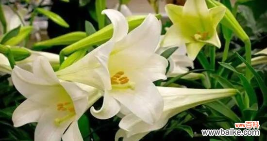 揭示百合花的花语与寓意 百合花