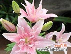 揭示百合花的花语与寓意 百合花