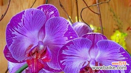 揭秘百合花的十二生肖传说与寓意 生肖百合