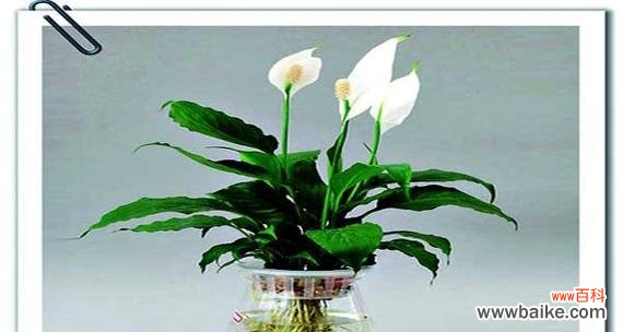 探索白掌在生活中的吉祥象征与寓意 以白掌的寓意和象征风水