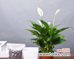 探索白掌在生活中的吉祥象征与寓意 以白掌的寓意和象征风水