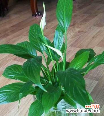 探索白掌的神秘之处及影响人生的风水学原理 白掌的风水寓意与摆放位置