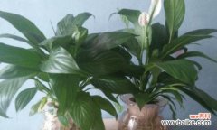 探索白掌的神秘之处及影响人生的风水学原理 白掌的风水寓意与摆放位置