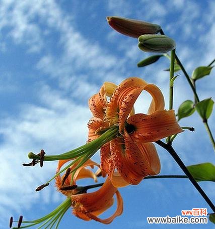 探究百合花的吉祥寓意与风水象征 百合花的寓意与象征风水