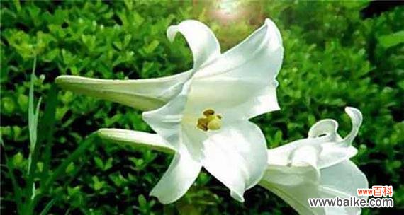 传承千年的花语 百合花的寓意与象征风水