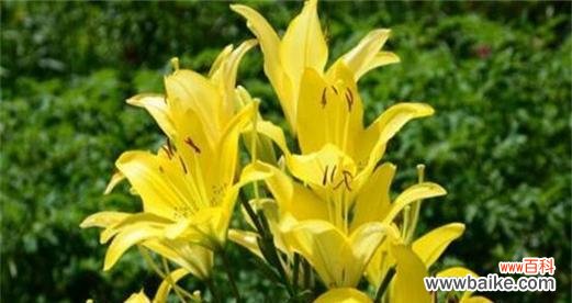 传承千年的花语 百合花的寓意与象征风水