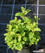 探索薄荷的神秘花语及寓意之谜 薄荷花语与代表意义