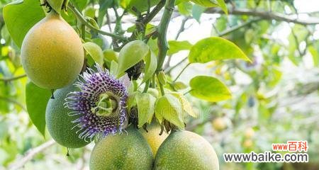 探寻百香果的独特象征与文化魅力 百香果的象征意义及文化内涵