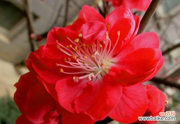 探寻牡丹花的独特魅力和文化内涵 保定市花——牡丹的花意及价值