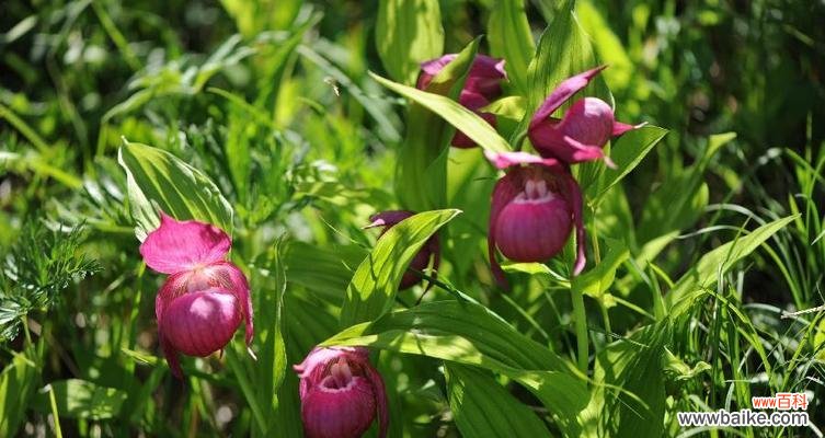 探寻牡丹花的独特魅力和文化内涵 保定市花——牡丹的花意及价值