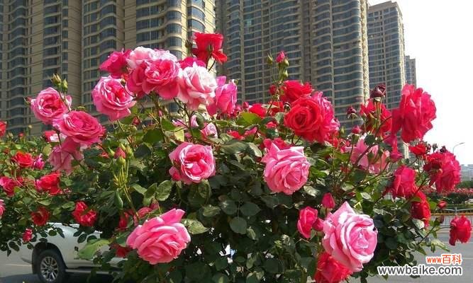 探寻牡丹花的独特魅力和文化内涵 保定市花——牡丹的花意及价值