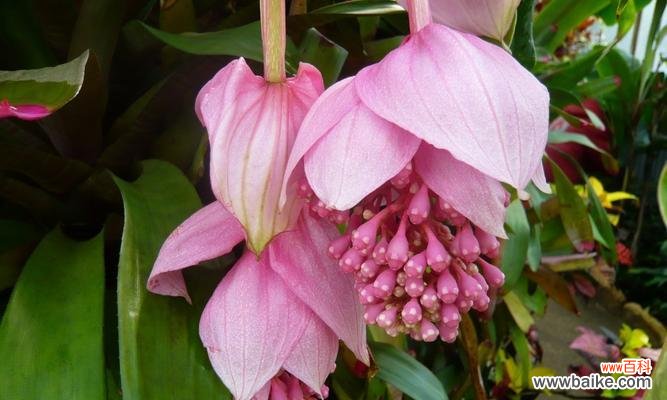 以花卉为主题的风水学 宝莲灯花的风水寓意及摆放位置指南