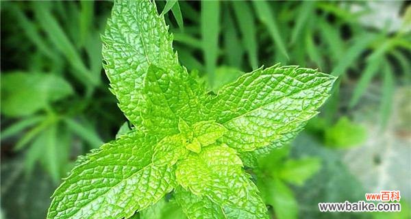 清新的气息与心灵的平静 薄荷叶的花语与寓意