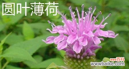 清新的气息与心灵的平静 薄荷叶的花语与寓意