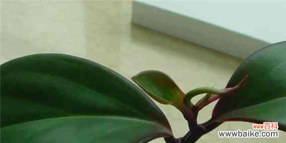 探究碧玉在风水中的神秘力量 碧玉的寓意和象征风水