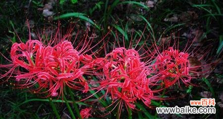 解读彼岸花不同颜色的花语之美 彼岸花之花语多彩缤纷