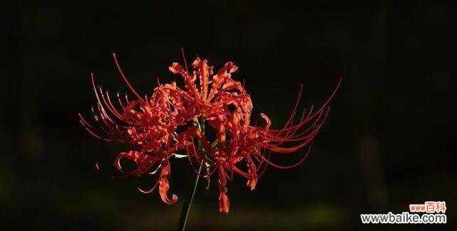 揭示彼岸花的神秘花语 彼岸花的花语与意义