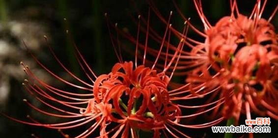 揭示彼岸花的神秘花语 彼岸花的花语与意义
