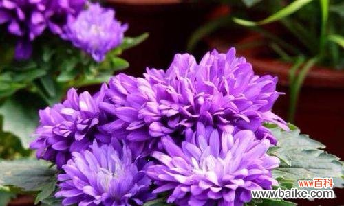 花语的魅力与神秘 爱的花——花语传递的真挚情感