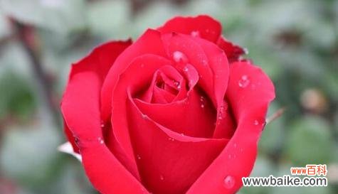 花语的魅力与神秘 爱的花——花语传递的真挚情感