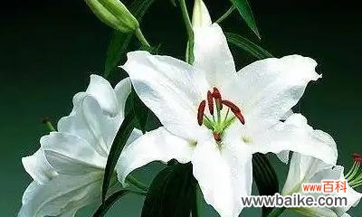 以花为语 悼念之花