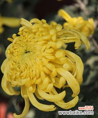 以花为语 悼念之花