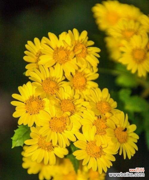 以花为语 悼念之花