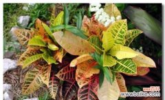 探寻变叶木开花的原因和象征意义 变叶木开花的奇迹