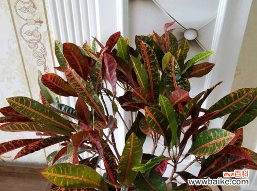 摆放位置和寓意解析 探寻变叶木的风水之道