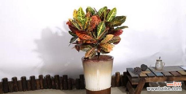 摆放位置和寓意解析 探寻变叶木的风水之道