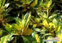 探索变色木的能量与风水学 变色木的风水寓意及摆放位置探析