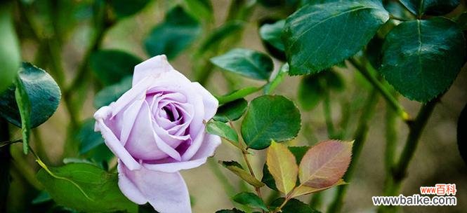 揭开花语中的浪漫谜团 解读花语中的暧昧之花