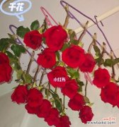 探索爱意花语 花语传情