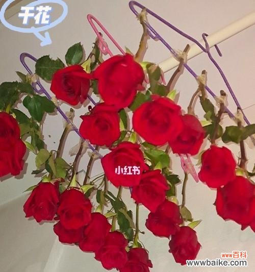 探索爱意花语 花语传情