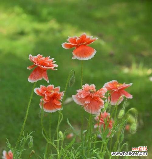 花开时 憧憬的花——美丽的憧憬