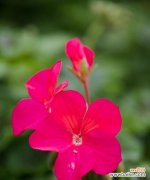 通过花语传递的诚实与真实情感 以花语代表诚实，用花来传递真实的力量