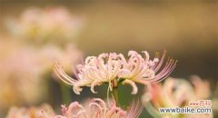 以表示忏悔的花为主题 用花语表达忏悔，倾诉内心的痛楚