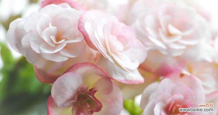 揭秘花语中的暗恋之意 花语浪漫,暗恋的花绽放