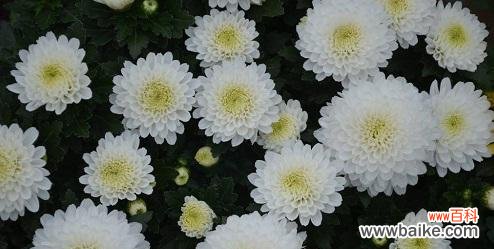 以表示悼念的花花语为主题的深入探究 悼念之花