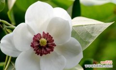 透视花语 花语浅谈