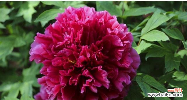 以富贵之花传达财富与繁荣的祝愿 花开富贵，花语传福