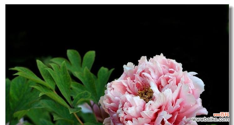 以富贵之花传达财富与繁荣的祝愿 花开富贵，花语传福